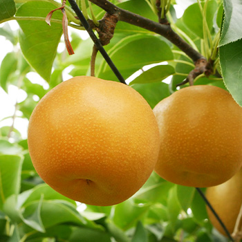 「梨や桃の大量盗難事件が相次ぐ!農家が今すぐできる果物泥棒対策