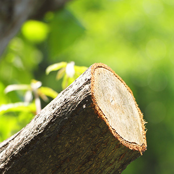 え、勝手に庭の木を切られた…これ違法?境界トラブルと民法233条、証拠のポイントを解説